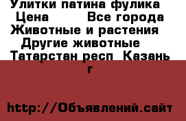 Улитки патина фулика › Цена ­ 10 - Все города Животные и растения » Другие животные   . Татарстан респ.,Казань г.